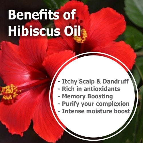Salvia Natural Essential Oils Hibiscus Essential Oil